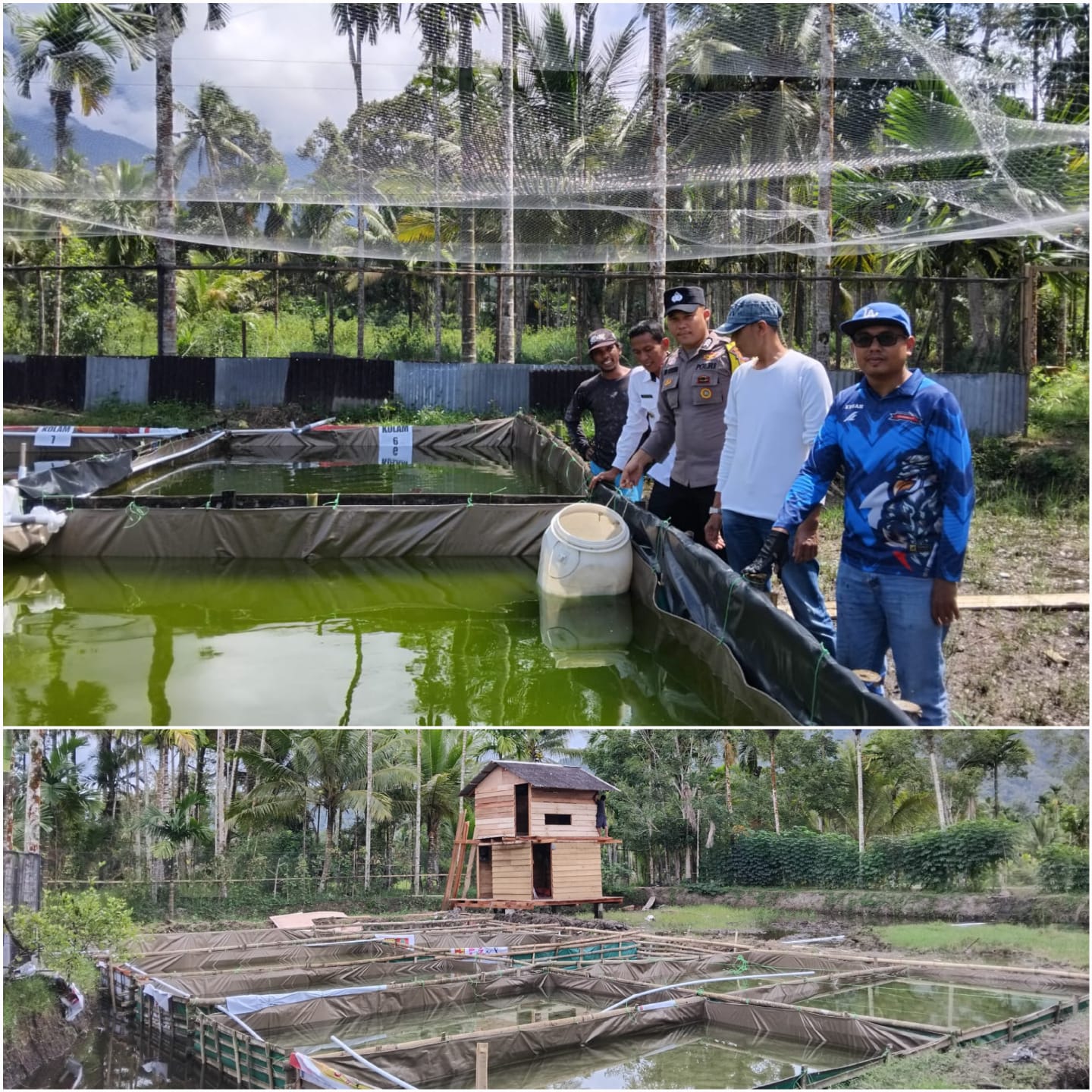 Lokasi budidaya Bumnag Canggang Mandiri Nagari Aia Manggih Selatan